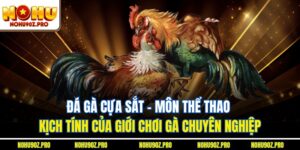 Đá Gà Cựa Sắt – Môn Thể Thao Kịch Tính Của Giới Chơi Gà